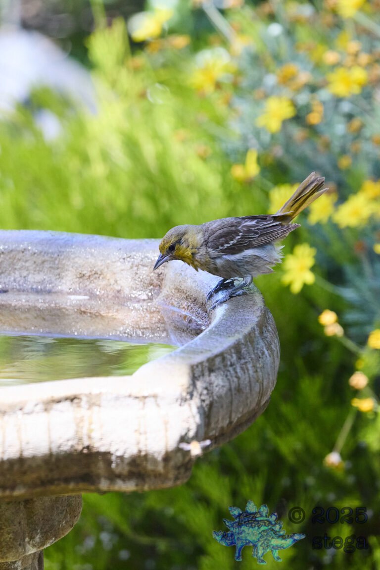 Bullock’s Oriole
