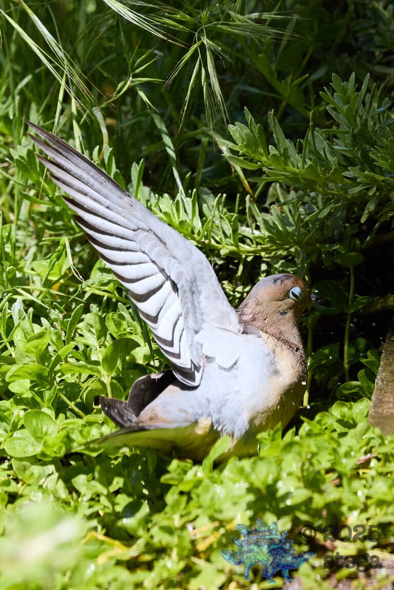 Mourning Dove