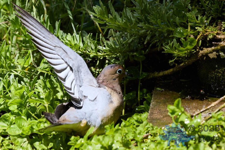 Mourning Dove