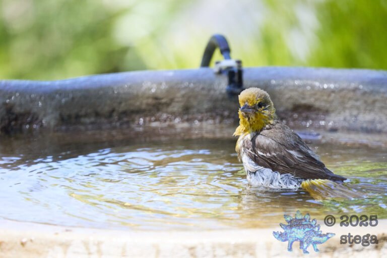 Bullock’s Oriole
