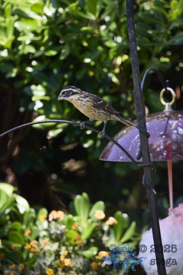 Black-headed Grosbeak