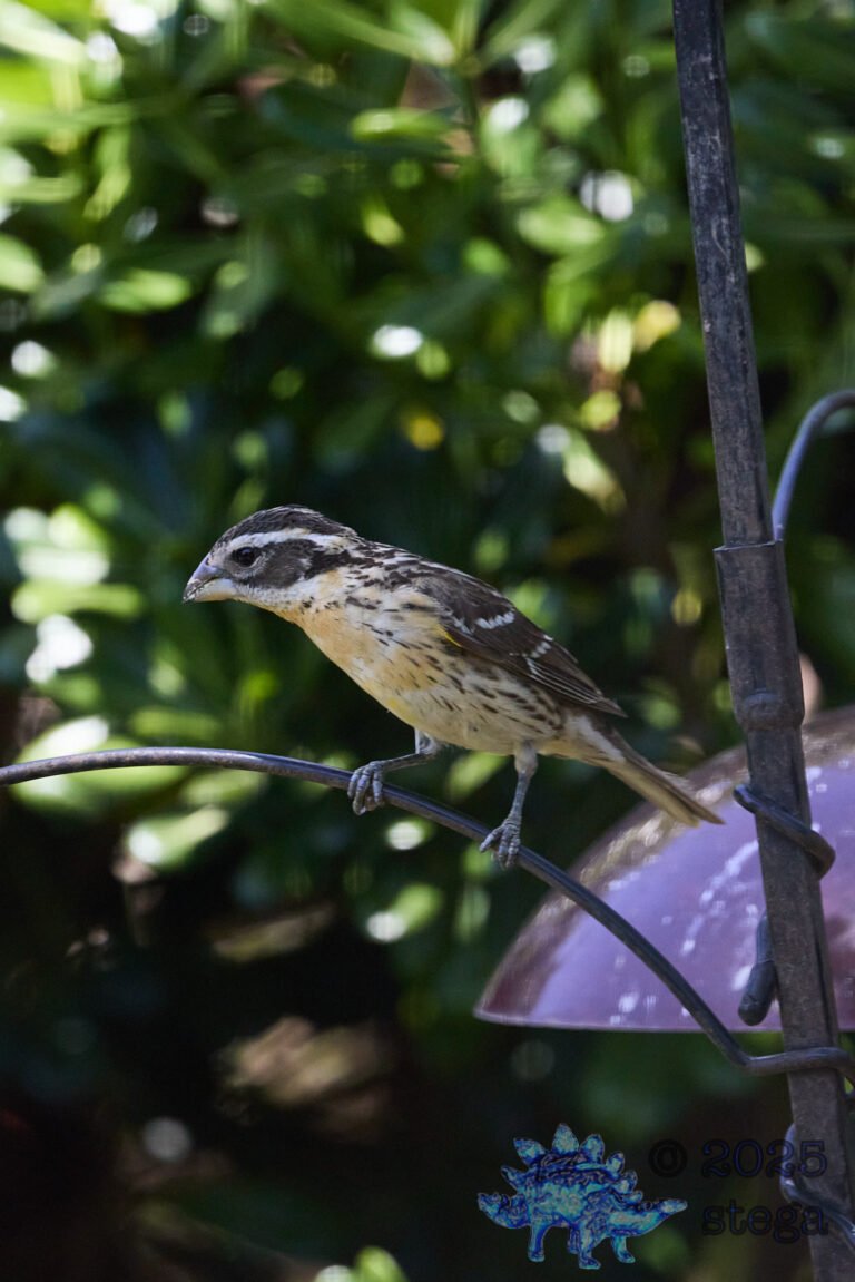 Black-headed Grosbeak