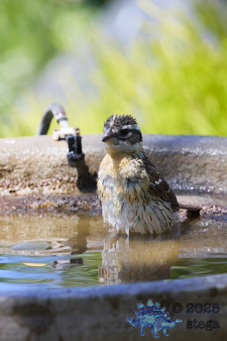Black-headed Grosbeak