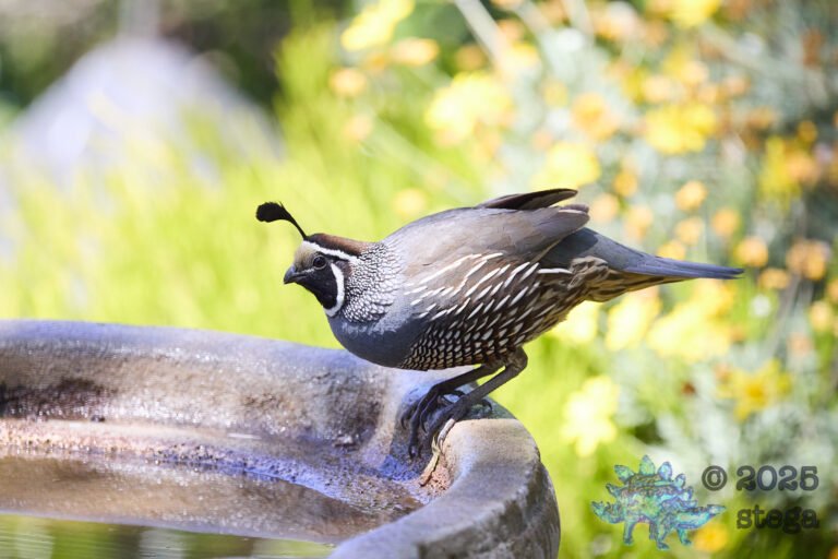 California Quail