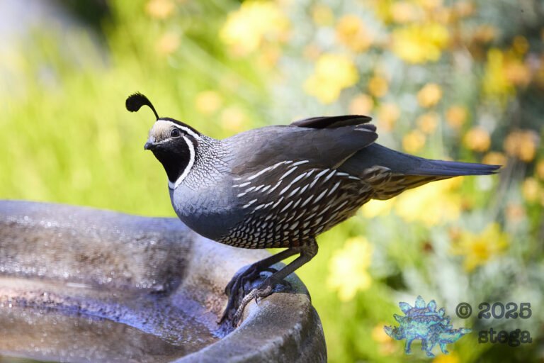 California Quail