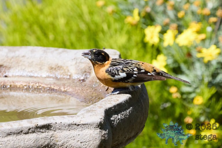 Black-headed Grosbeak
