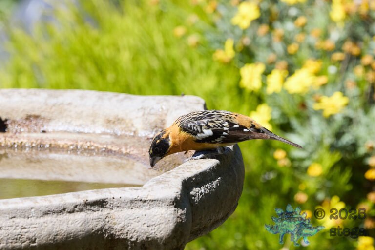 Black-headed Grosbeak