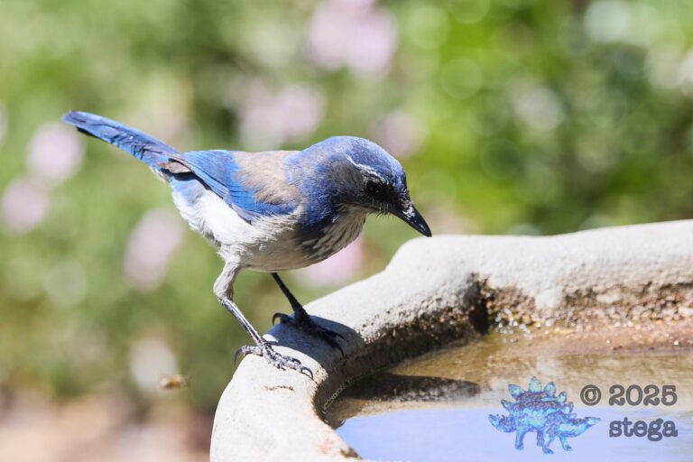 California Scrub Jay