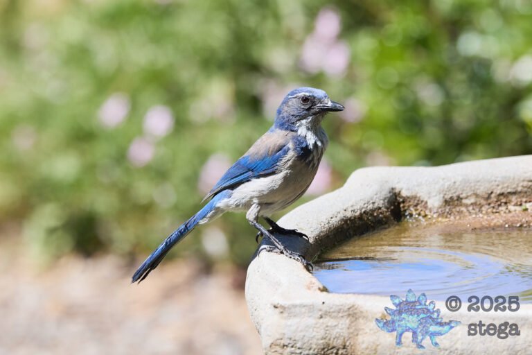 California Scrub Jay
