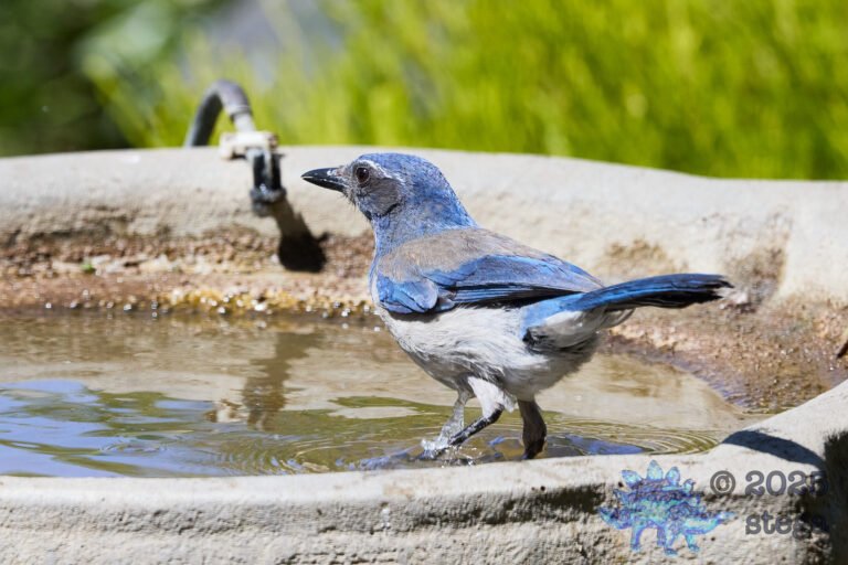 California Scrub Jay