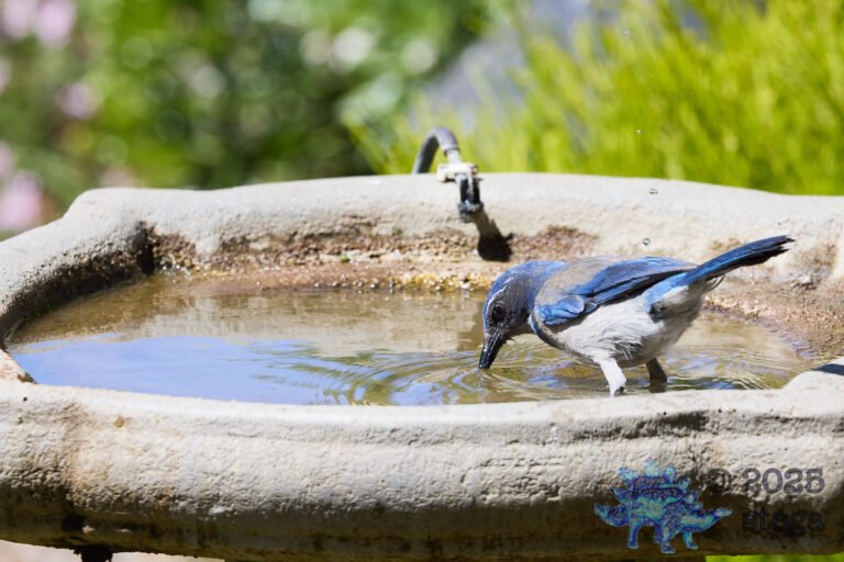 California Scrub Jay