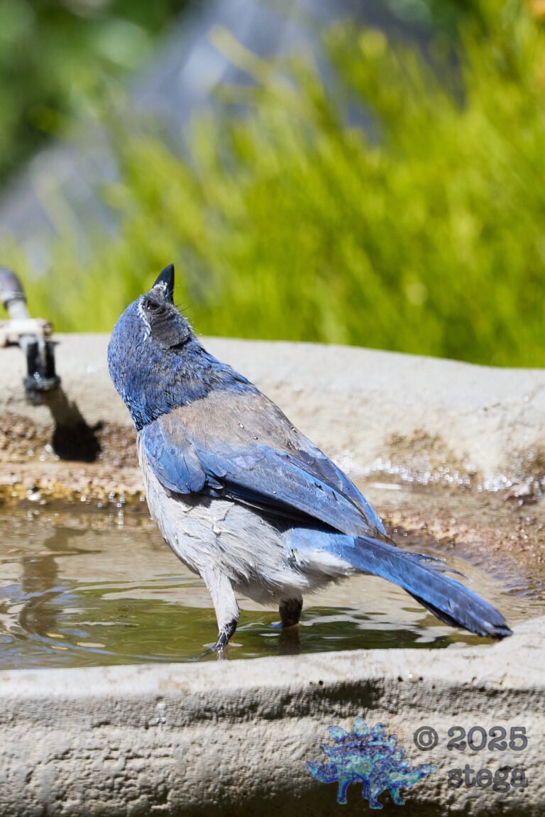 California Scrub Jay