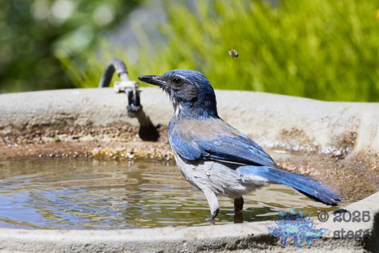 California Scrub Jay