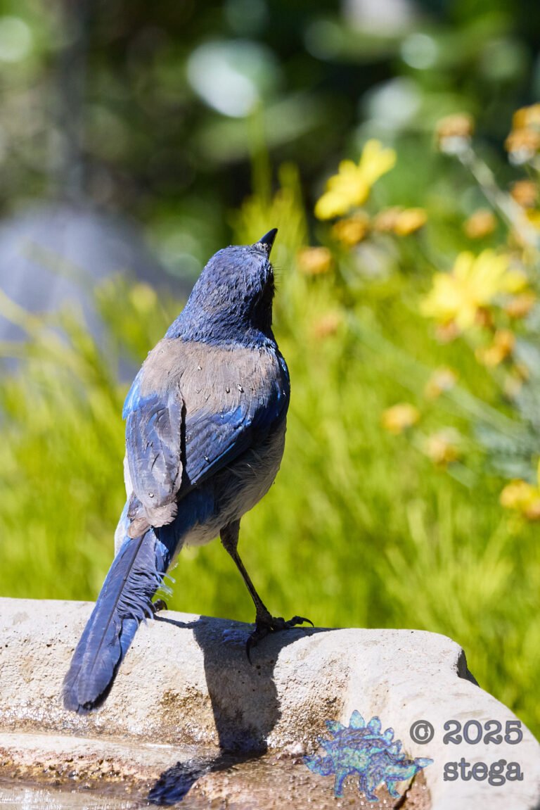 California Scrub Jay