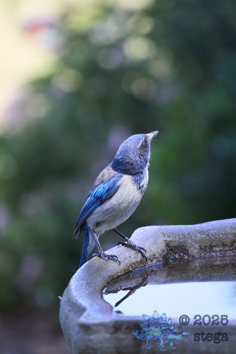 California Scrub Jay