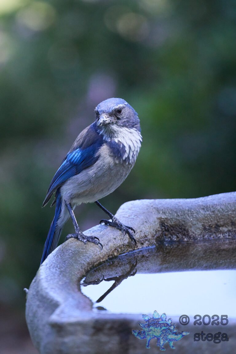 California Scrub Jay