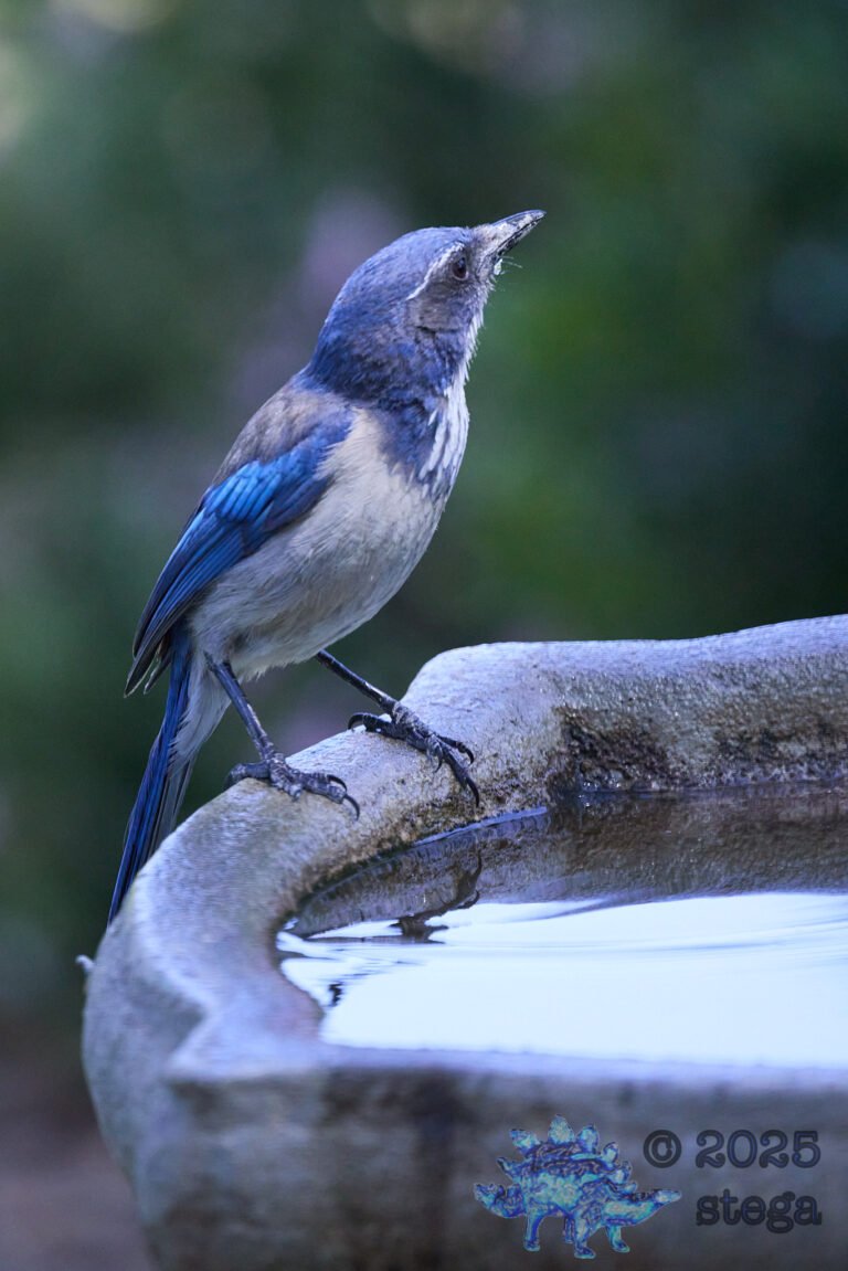 California Scrub Jay