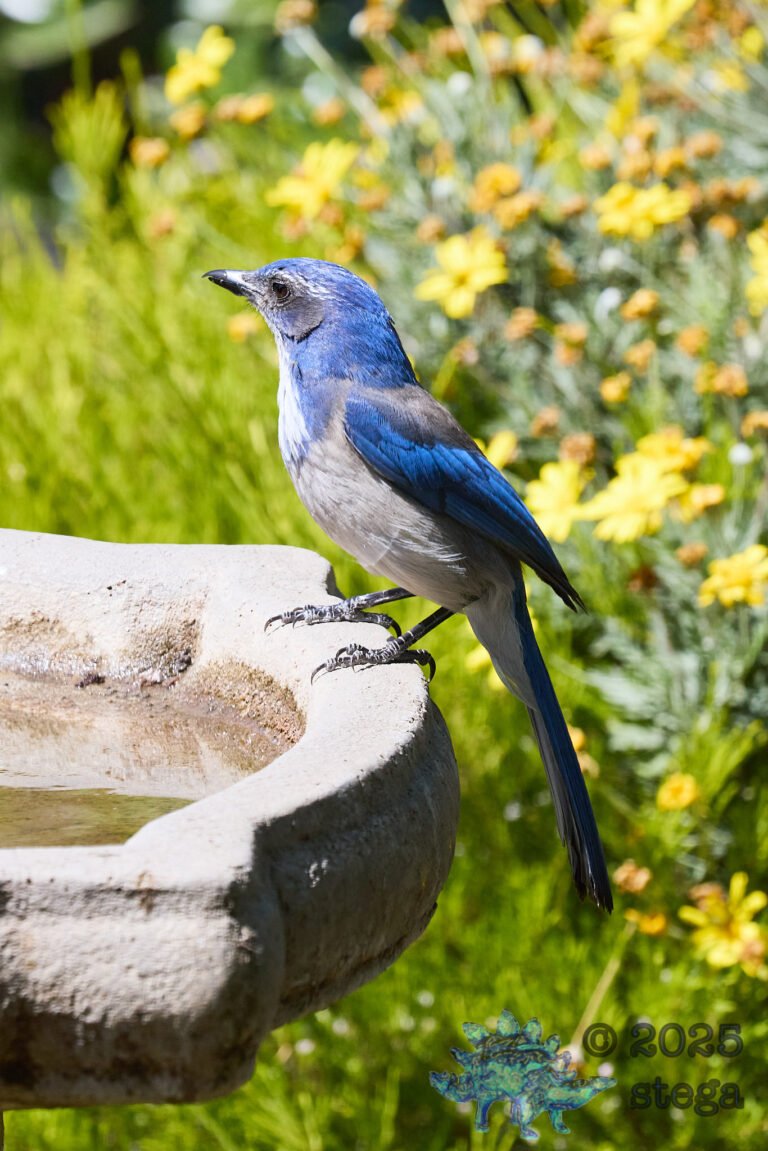 California Scrub Jay