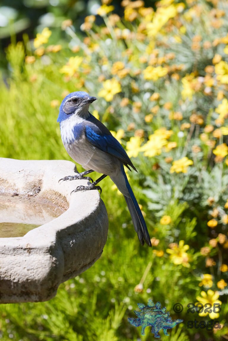 California Scrub Jay