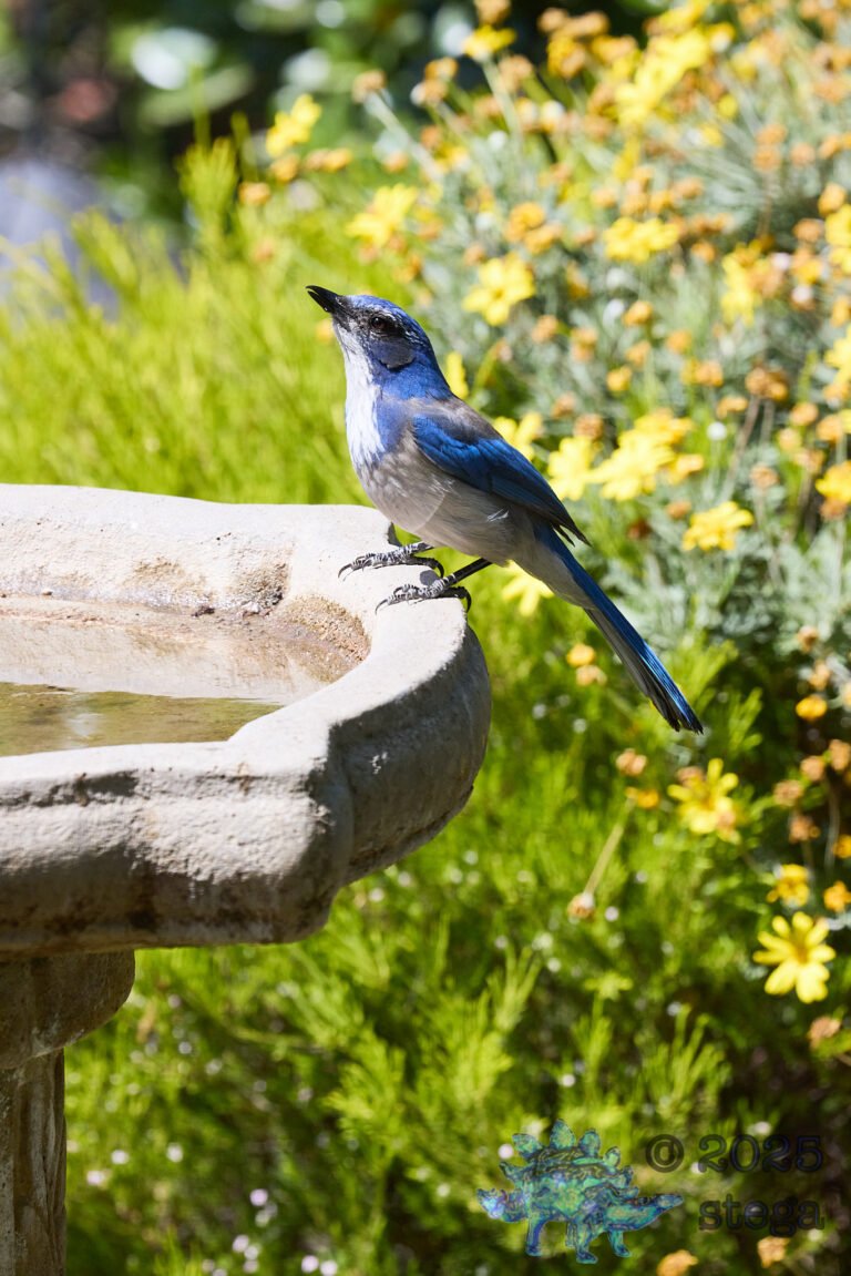 California Scrub Jay
