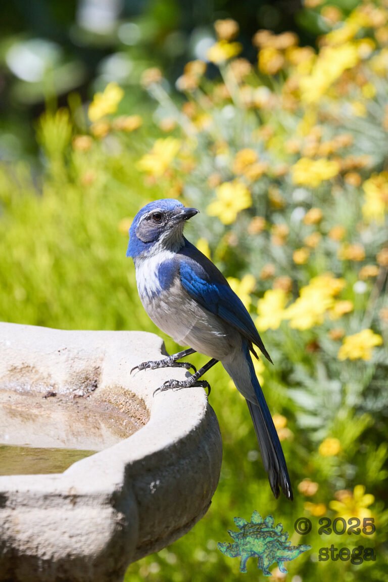 California Scrub Jay