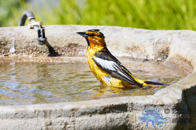 Bullock’s Oriole
