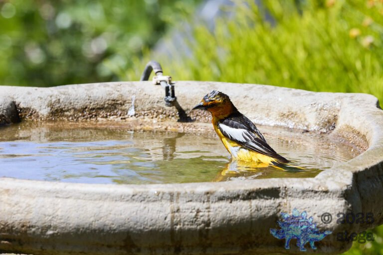 Bullock’s Oriole