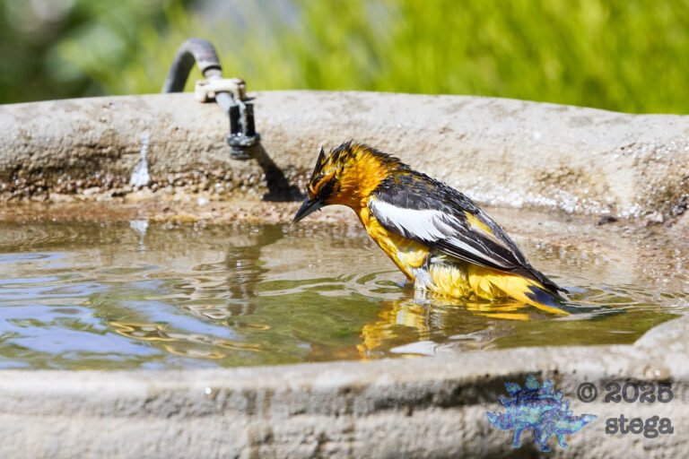 Bullock’s Oriole