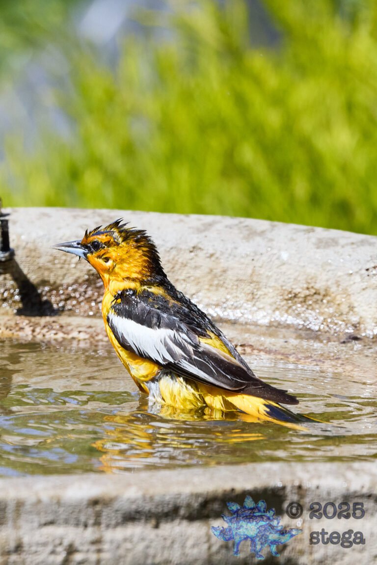 Bullock’s Oriole
