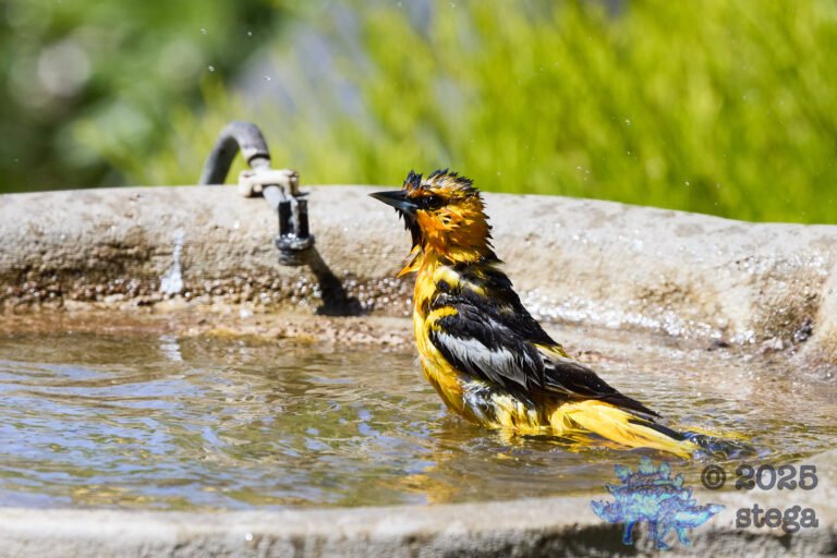 Bullock’s Oriole