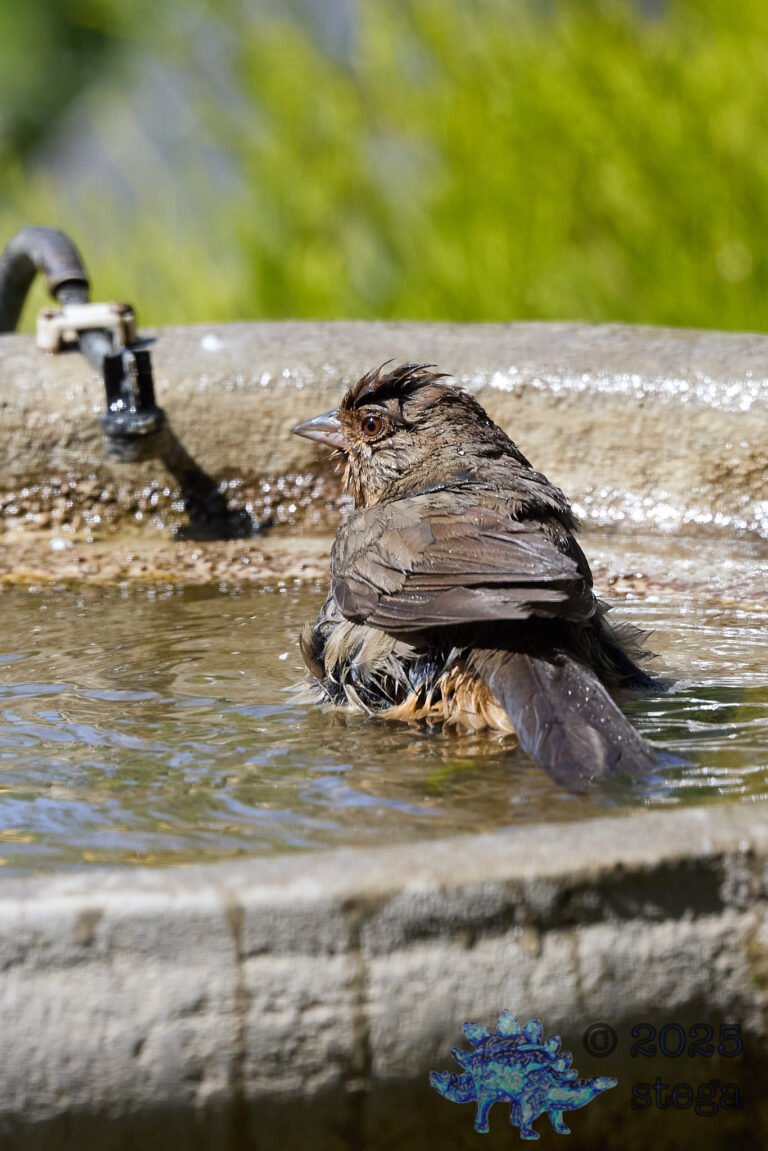 California Towhee