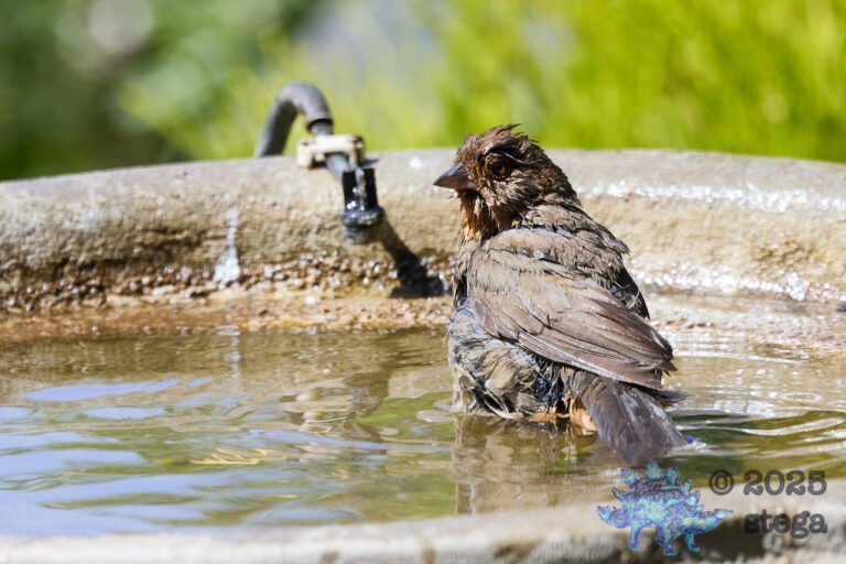 California Towhee