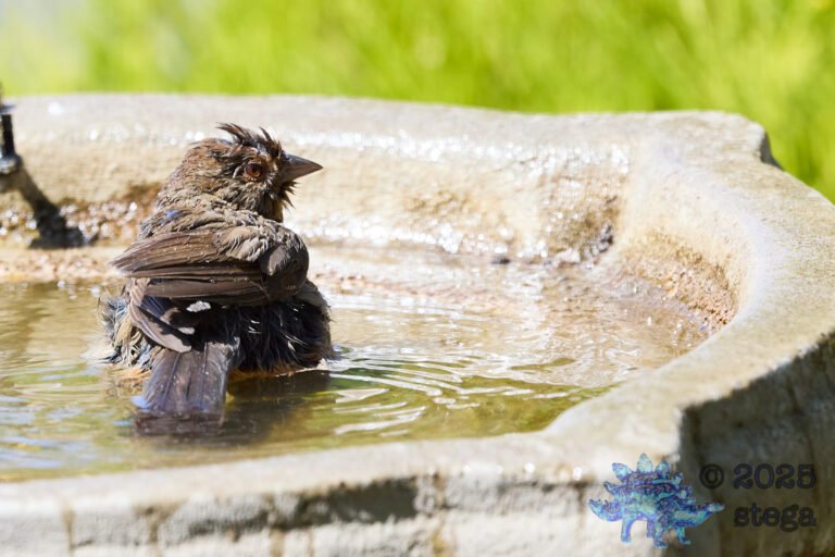 California Towhee