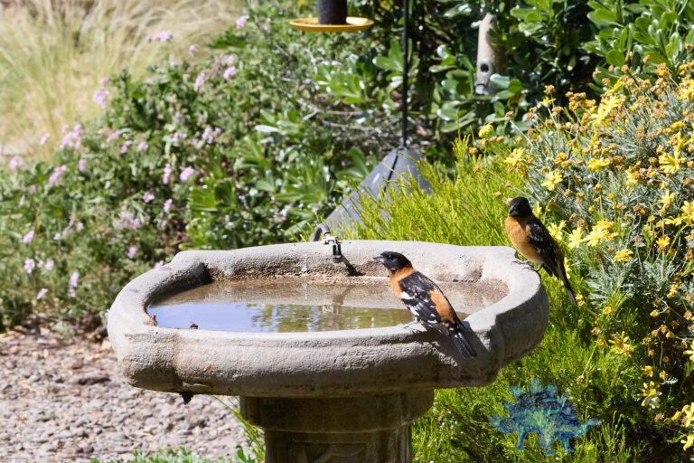 Black-headed Grosbeak