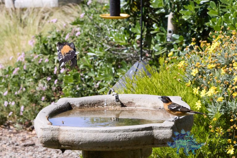 Black-headed Grosbeak
