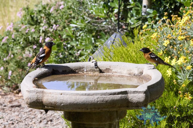 Black-headed Grosbeak