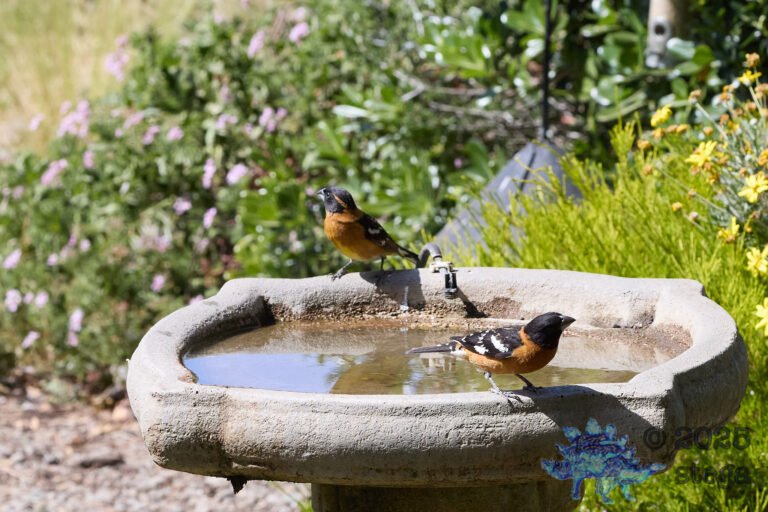 Black-headed Grosbeak
