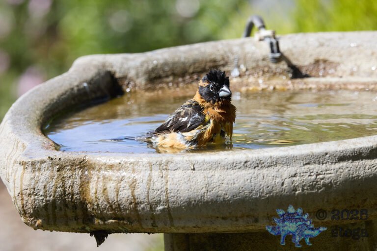 Black-headed Grosbeak