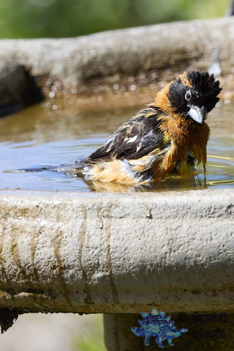 Black-headed Grosbeak