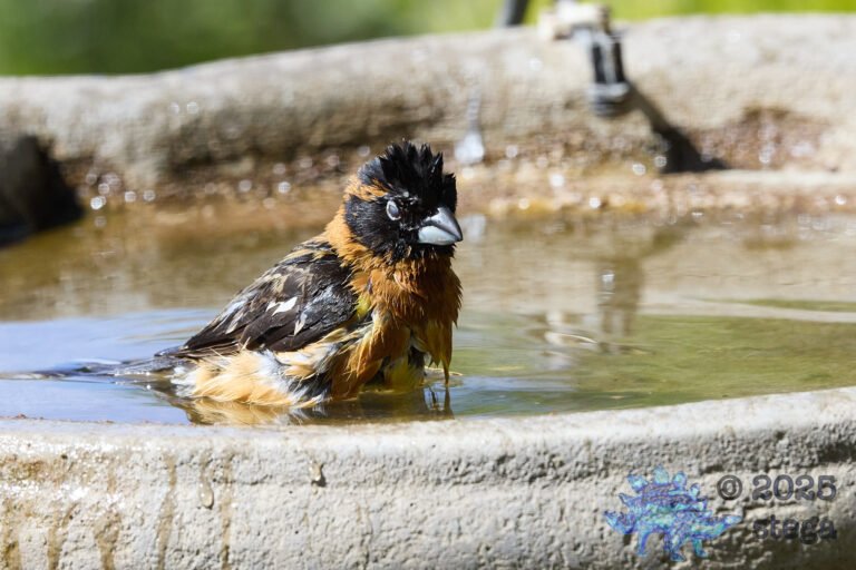 Black-headed Grosbeak