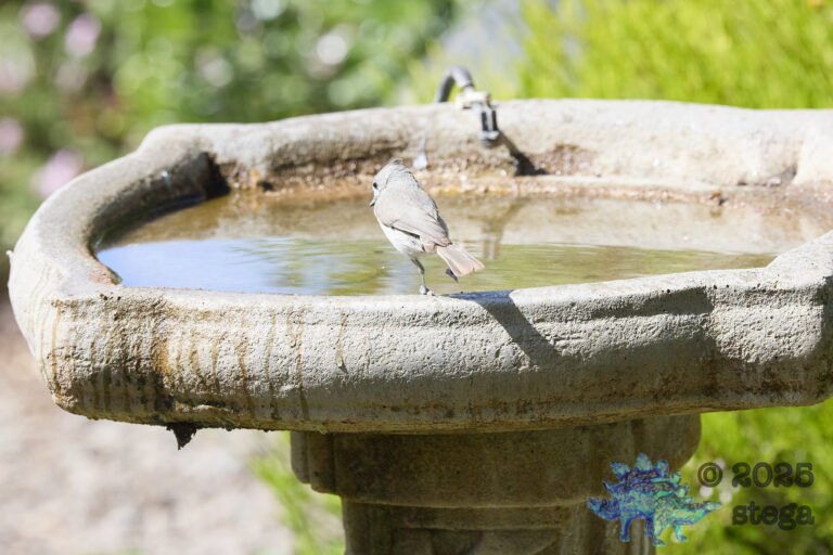 Oak Titmouse