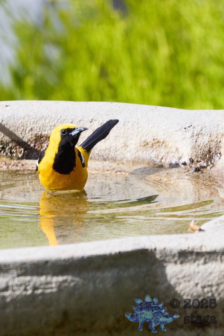 Hooded Oriole