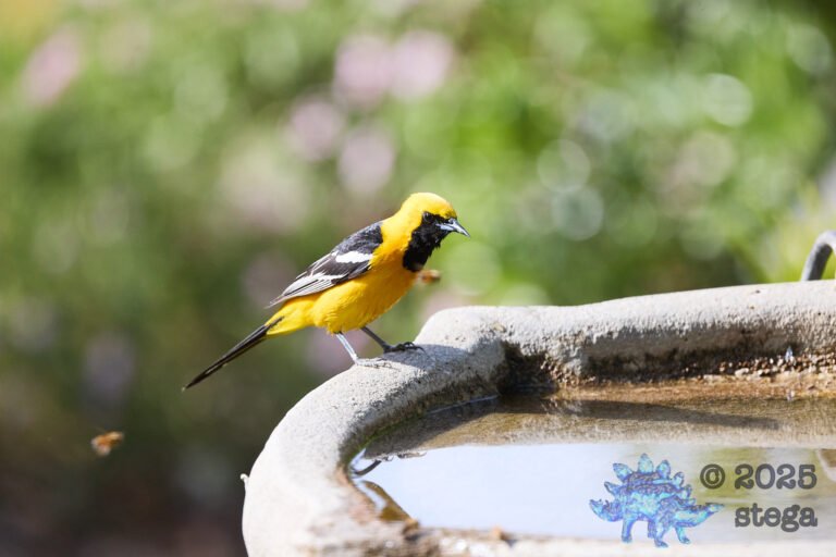 Hooded Oriole