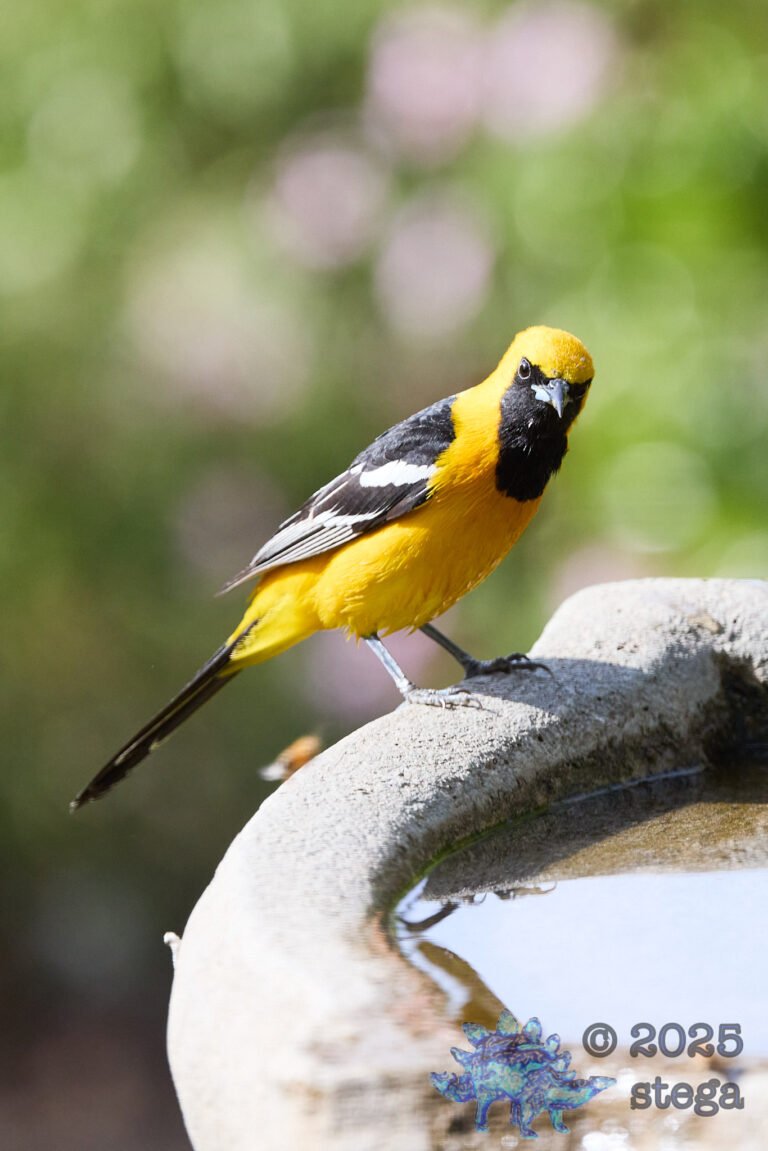 Hooded Oriole