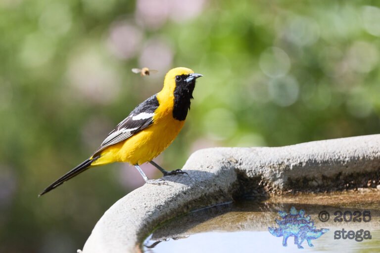 Hooded Oriole