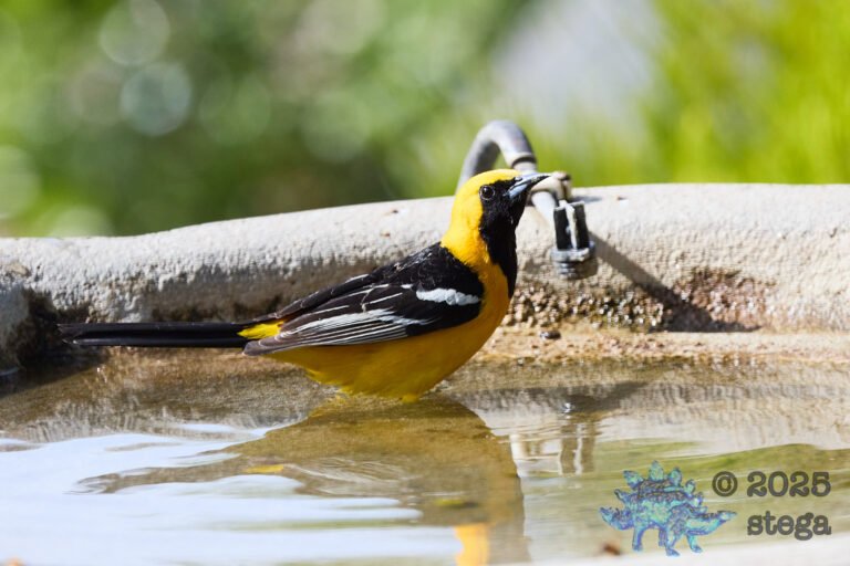 Hooded Oriole