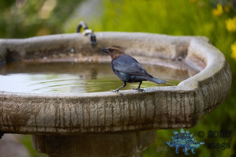 Brown-headed Cowbird