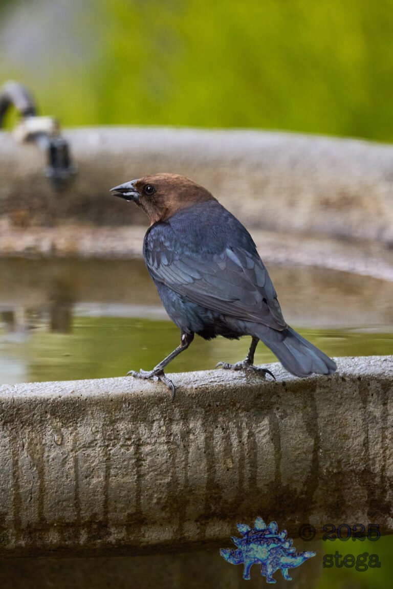 Brown-headed Cowbird
