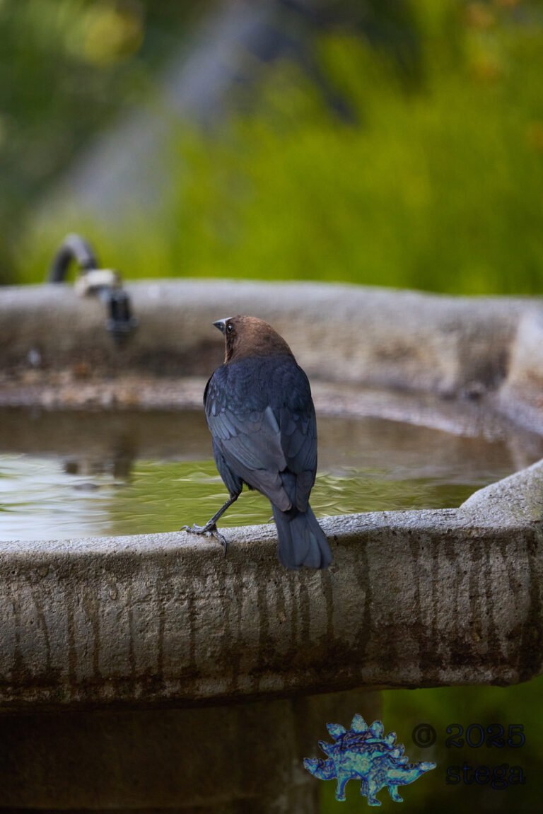 Brown-headed Cowbird
