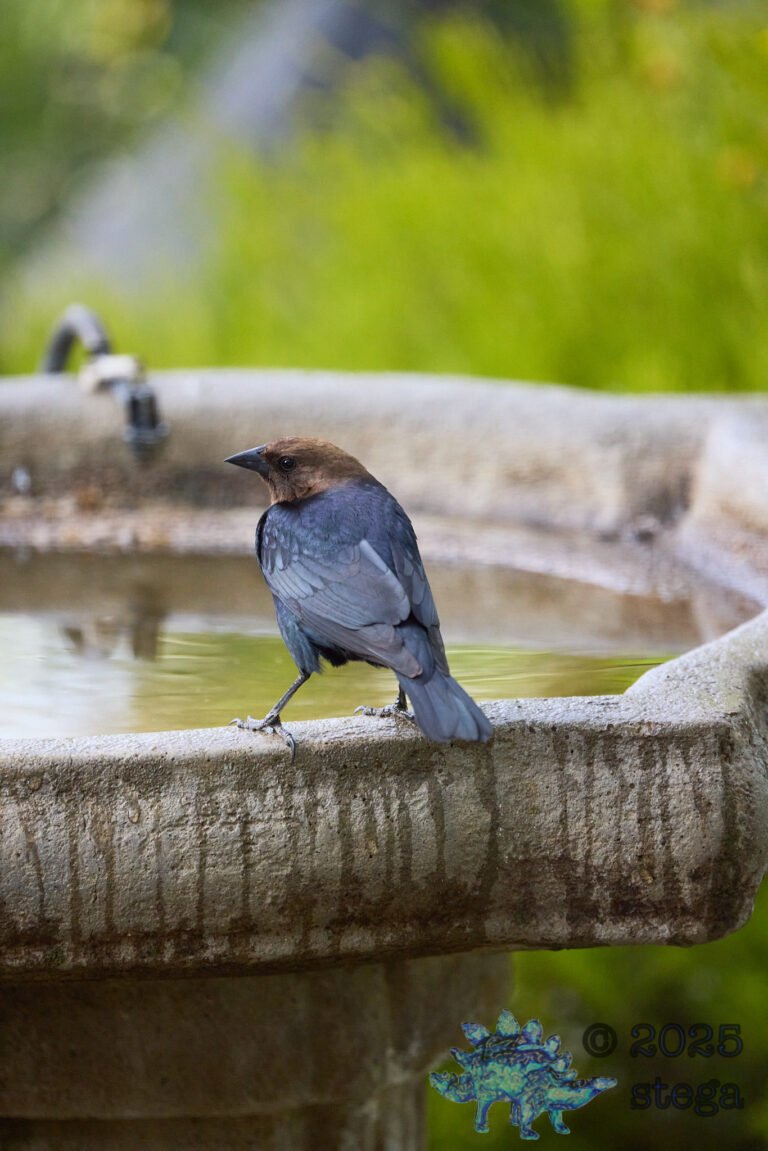 Brown-headed Cowbird